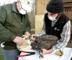 VIDEO: Banding, rehabilitating a bald eagle with lead poisoning